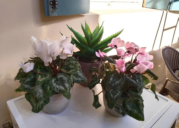 1920 Classic Lejlighed Kalamata