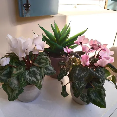 1920 Classic Daire Kalamata